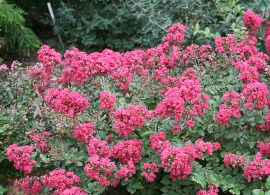 infinitini magenta lagerstroemia-2